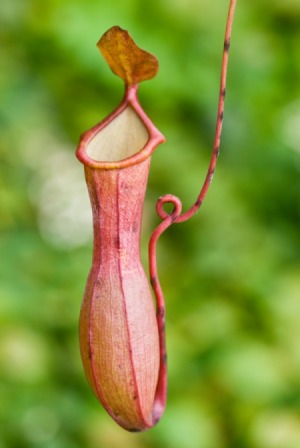 Endemic Plant
